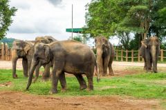 lokacii-elephant-orphanage1-foto4