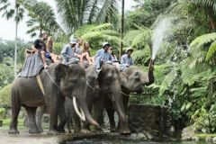 lokacii-elephant-orphanage2-foto1