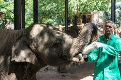 lokacii-elephant-orphanage2-foto2