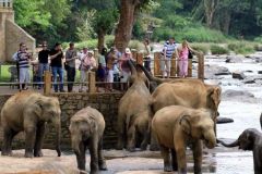 lokacii-elephant-orphanage2-foto4