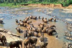 lokacii-elephant-orphanage3-foto1