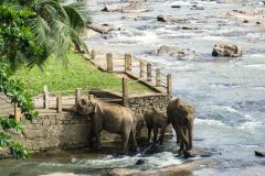 lokacii-elephant-orphanage3-foto2