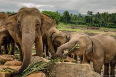 lokacii-elephant-orphanage7-foto2