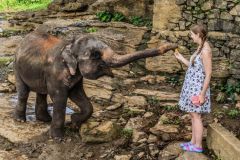 lokacii-elephant-orphanage7-foto3