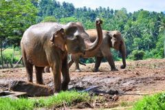 lokacii-elephant-orphanage7-foto4