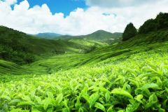 lokacii-tea-plantations1-foto3