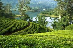 lokacii-tea-plantations1-foto2