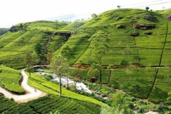 lokacii-tea-plantations1-foto4