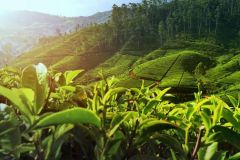 lokacii-tea-plantations2-foto1