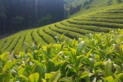 lokacii-tea-plantations2-foto2