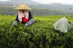 lokacii-tea-plantations2-foto4