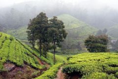 lokacii-tea-plantations4-foto1