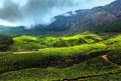 lokacii-tea-plantations4-foto4