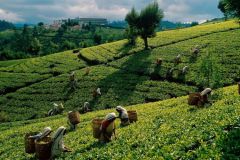 lokacii-tea-plantations8-foto3