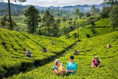 lokacii-tea-plantations8-foto4