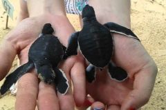 lokacii-turtle-farm5-foto3