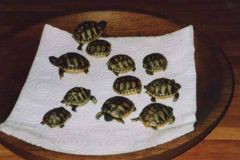 lokacii-turtle-farm7-foto3