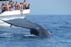 lokacii-whale-safari2-foto4