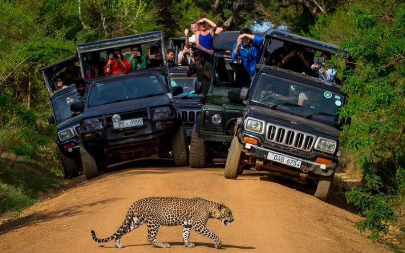 Сафари на джипах в Удавалаве Шри-Ланка (Udawalawe Jeep Safari) фото