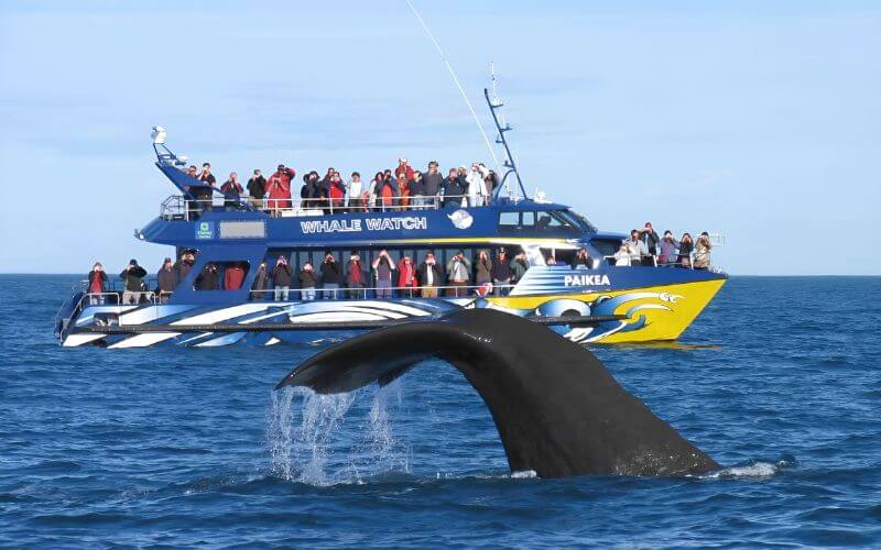 Китовое сафари в Мириссе Шри-Ланка (Whale safari in Mirissa) фото