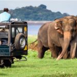 Сафари на джипах в Удавалаве Шри-Ланка (Udawalawe Jeep Safari) фото записи