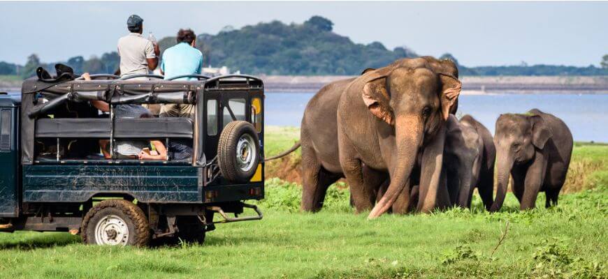 Сафари на джипах в Удавалаве Шри-Ланка (Udawalawe Jeep Safari) фото записи