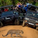 Сафари на джипах в Удавалаве Шри-Ланка (Udawalawe Jeep Safari) фото