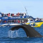 Китовое сафари в Мириссе Шри-Ланка (Whale safari in Mirissa) фото